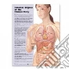 Internal Organs Of The Human Body Internal Organs Of The Human Body